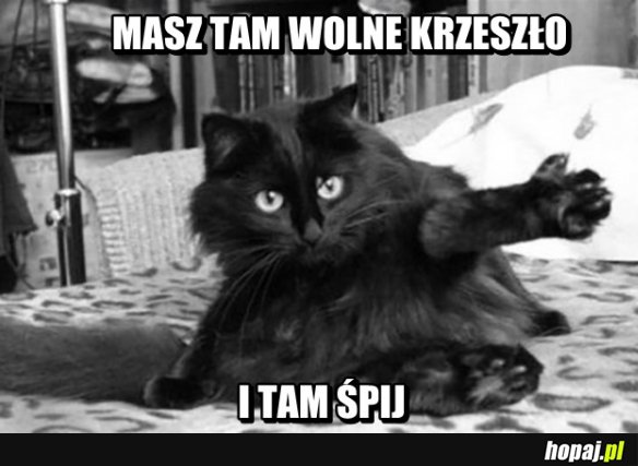 Koty takie są...