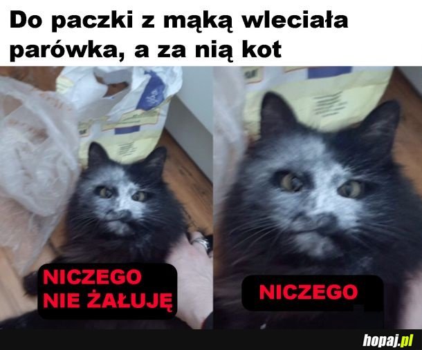 Mączny kot