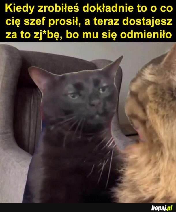 Szef