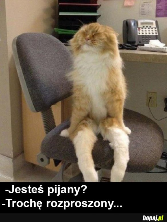 Koteł