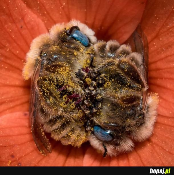 20 maja obchodziliśmy Międzynarodowy Dzień Pszczół