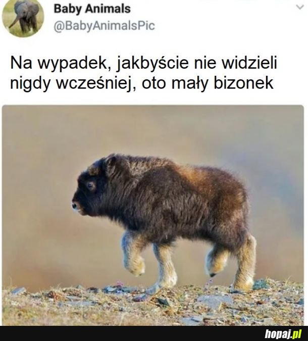 Niby tęgi ale słodziak