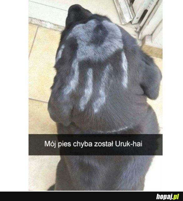 MÓJ PIES CHYBA ZOSTAŁ URUK-HAI