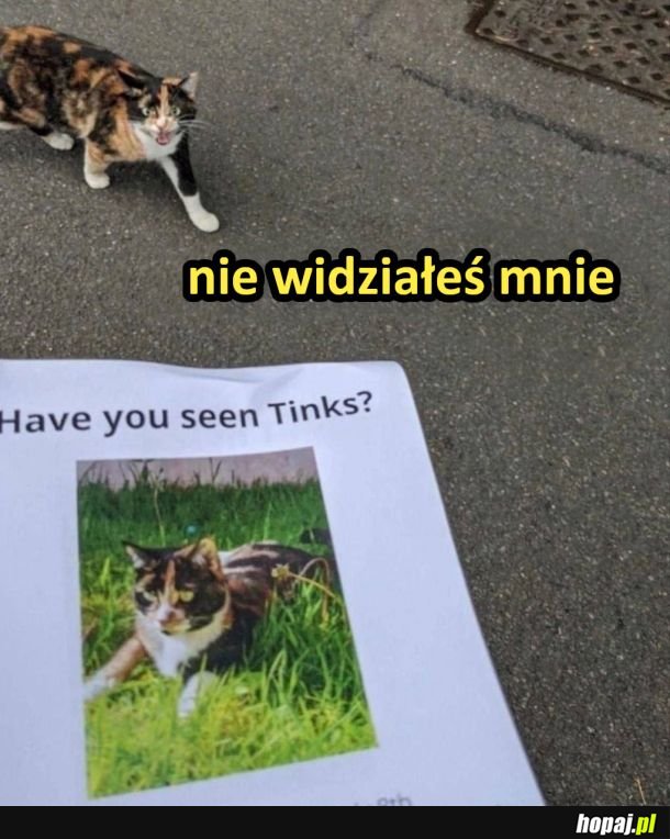 Nie widziałeś mnie