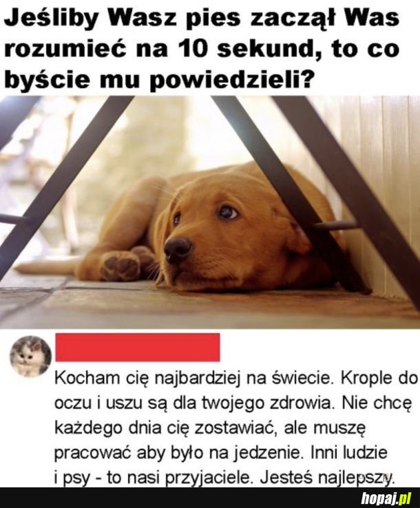 Więź z psem