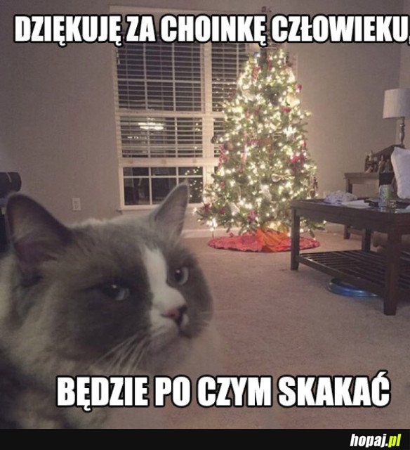 WDZIĘCZNY KOT