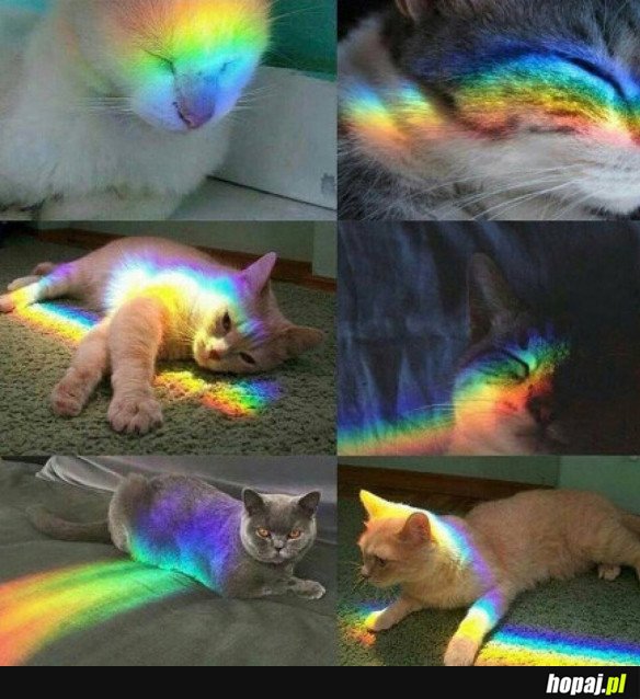 NYAN CAT
