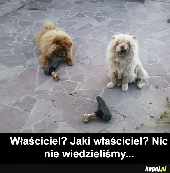 Jaki właściciel?