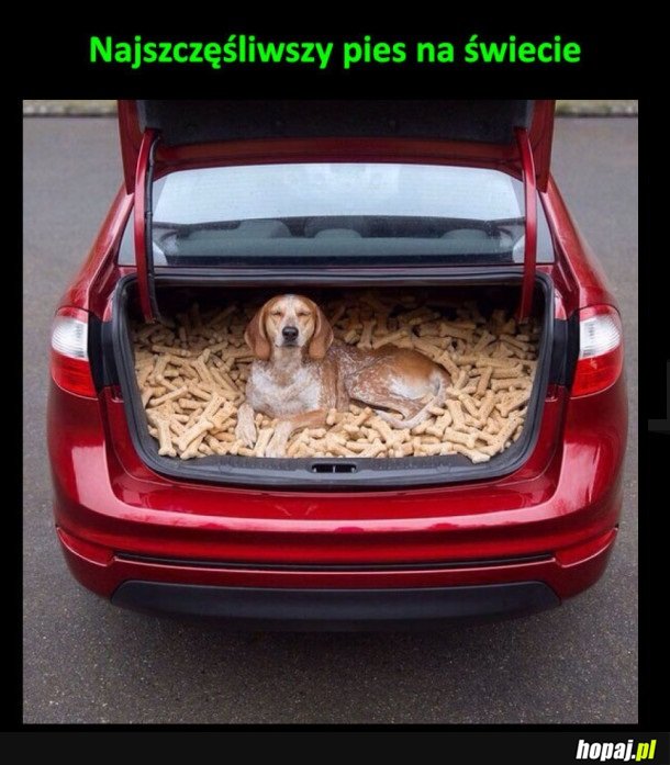 Szczęśliwy pies