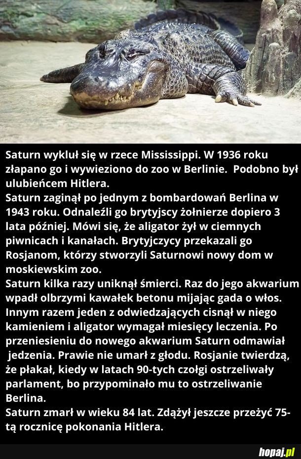 Nie żyje aligator Hitlera