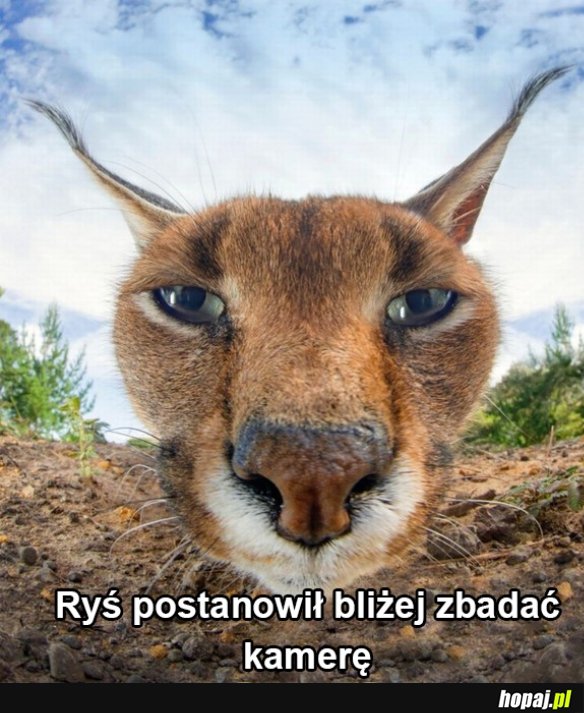Ryś