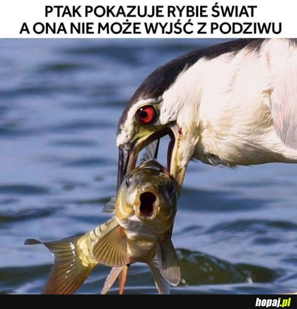 Wspaniały przyjaciel