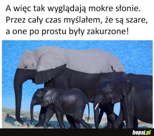 Prawdziwy kolor słoni