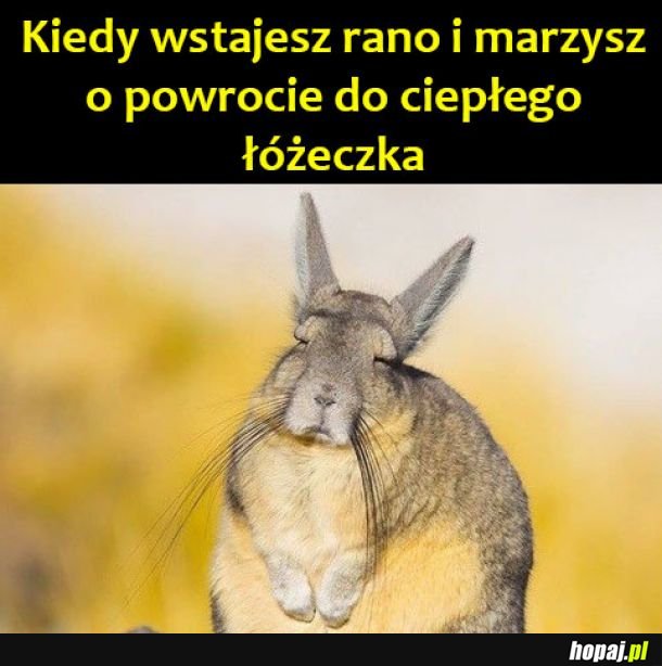 Chcę do łóżka