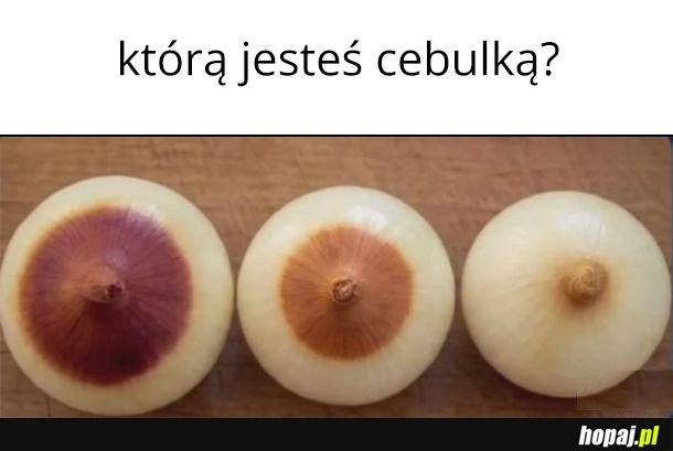 Cebulki