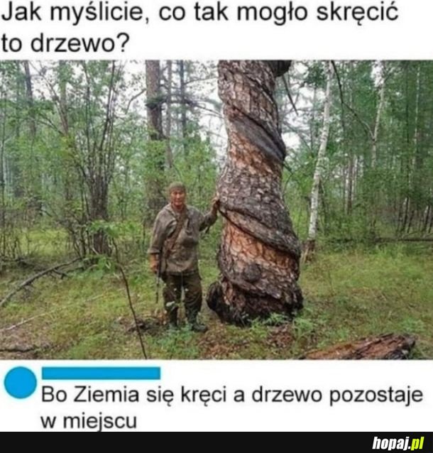 Skręcone drzewo