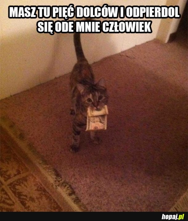 MÓJ KOT CHYBA MNIE NIE LUBI