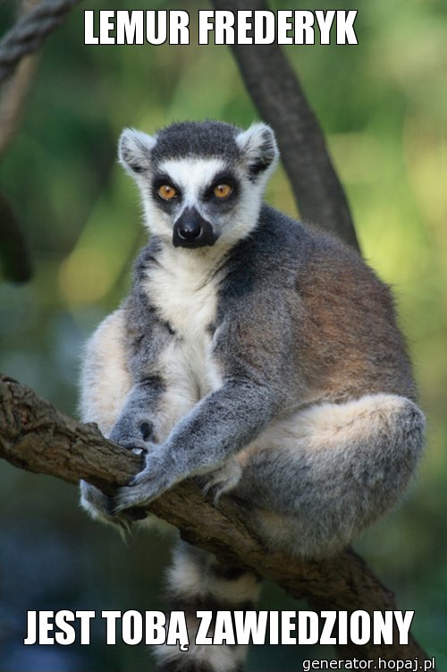 LEMUR FREDERYK