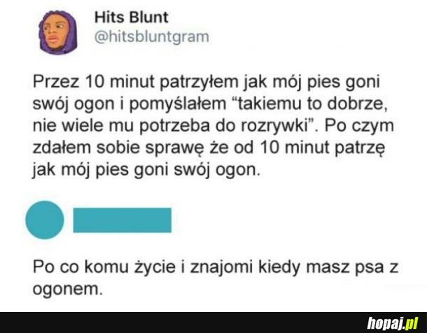 Pies z ogonem najlepsza rozrywka