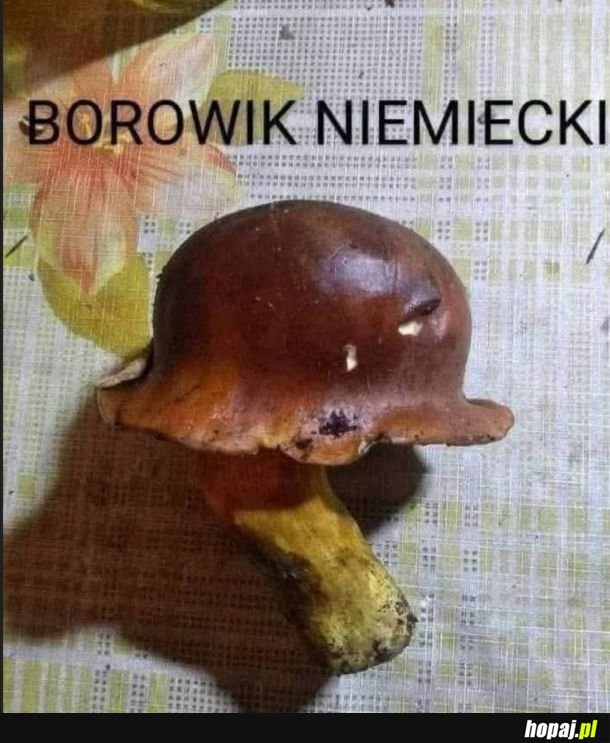 Kapelusz czy hełm?
