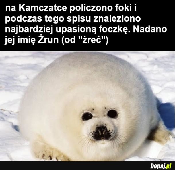 Żarłoczek wśród foczek