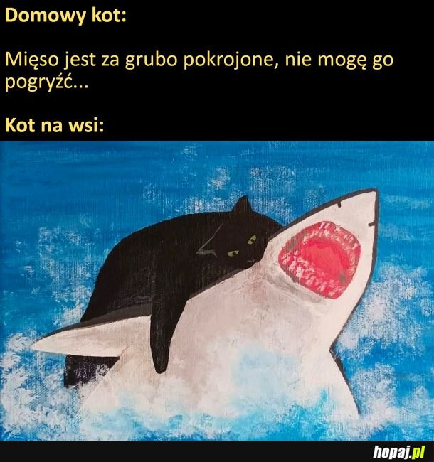 Koty na wsi