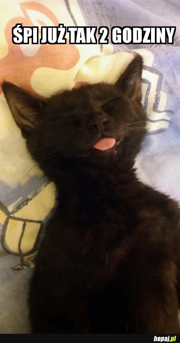Kotek
