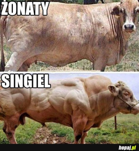 ŻONATY VS SINGIEL