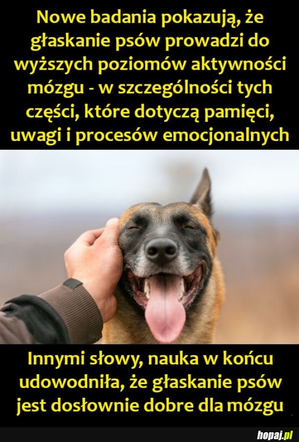 Głaszcz pieski!