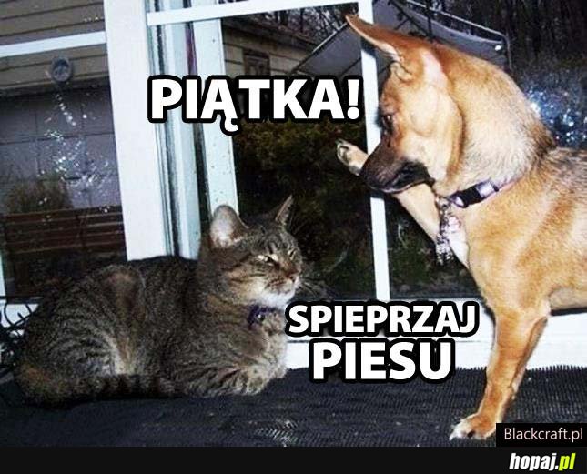 Spieprzaj piesu