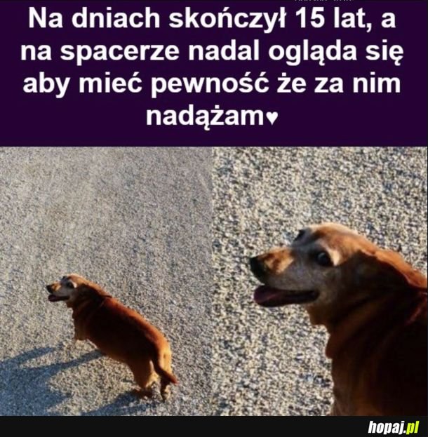 Kochany piesek