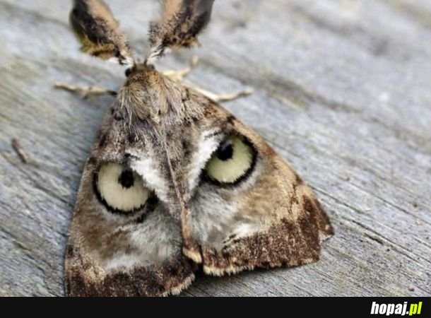 Natura jest niesamowita