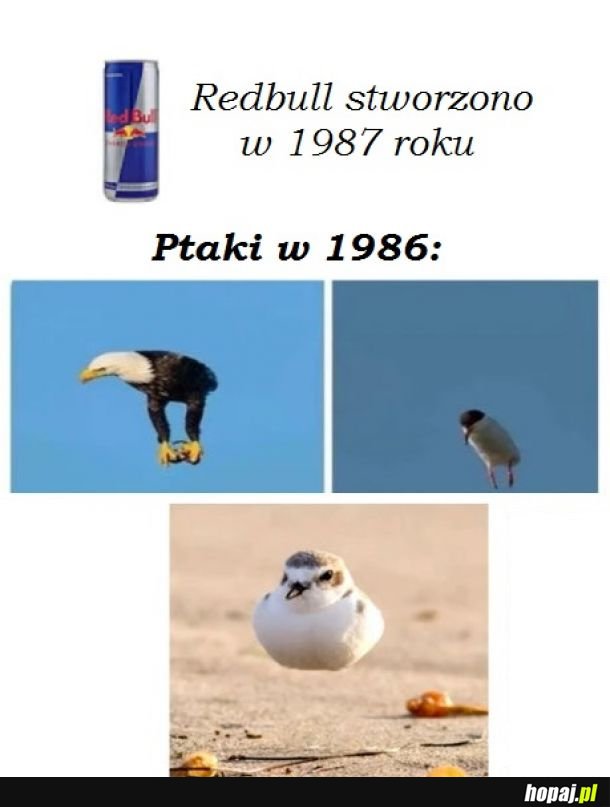 Ptaki