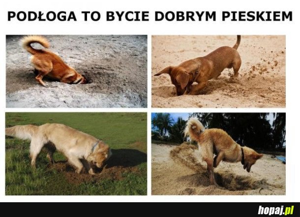 JESTEM DOBRYM PIESKIEM