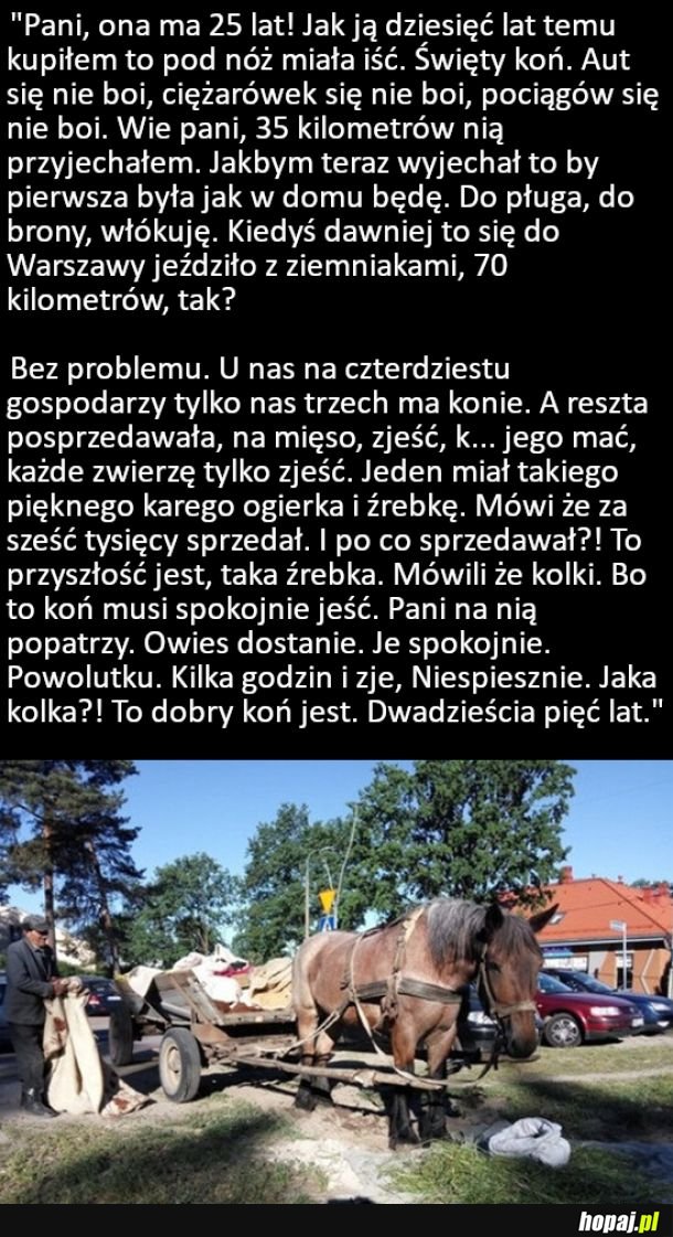 Prawdziwy koniarz