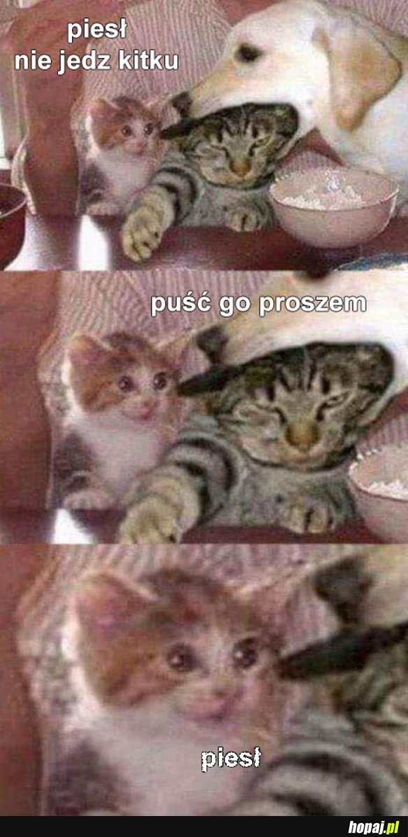 BIEDNY KOTEK