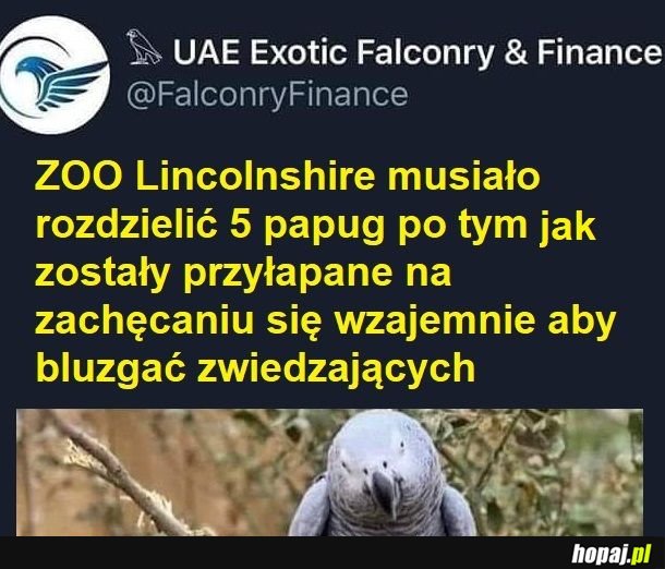 Wesołe ptaszki