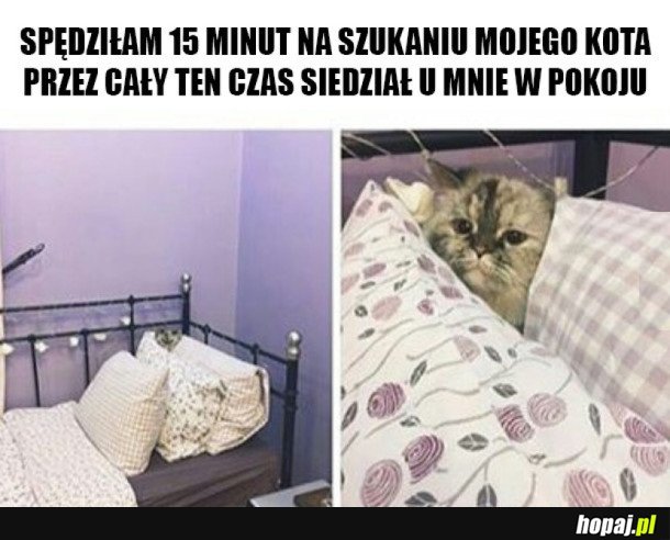 KOTEK MI SIĘ SCHOWAŁ