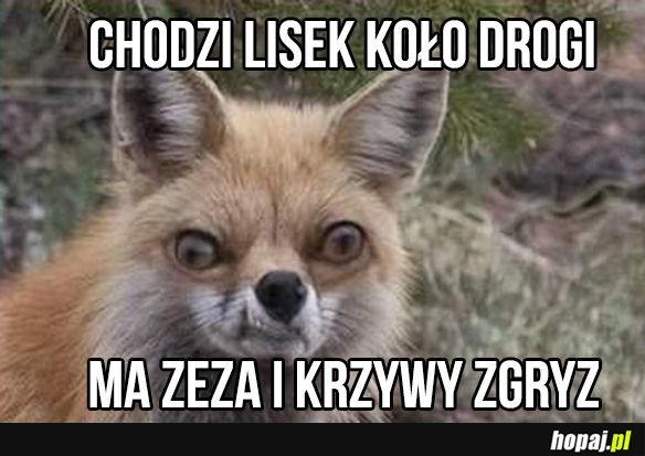 Chodzi lisek