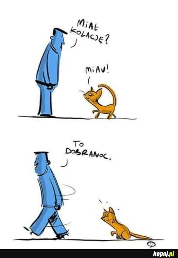 Jak postępować z kotem