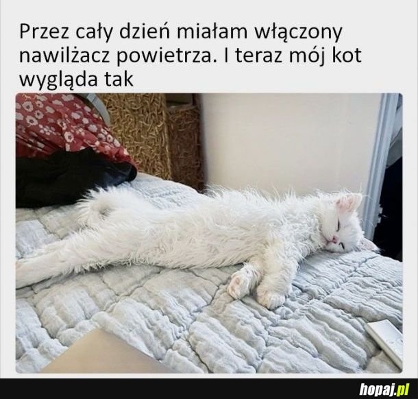Nawilżacz