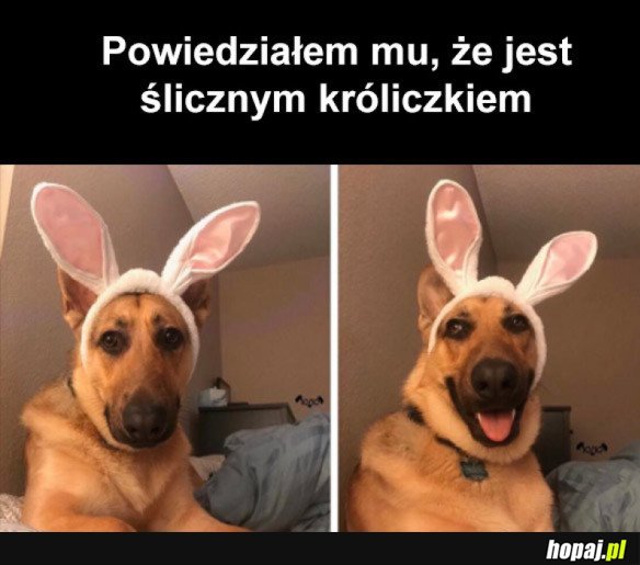 KRÓLICZEK
