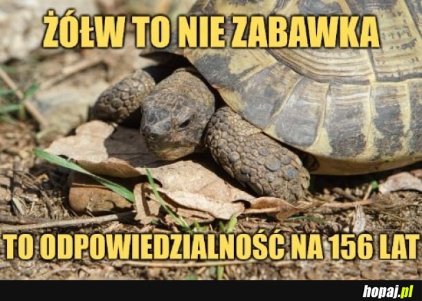 Żółw.
