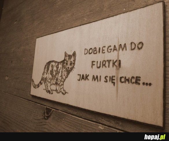 KOTY TAKIE SĄ