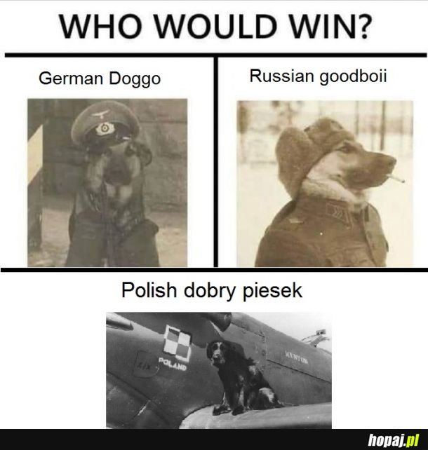 Oczywiście że polish dobry piesek