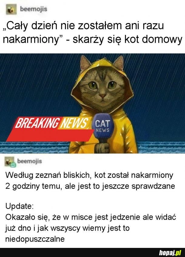 Cat news