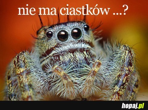 Nie ma ciastków?