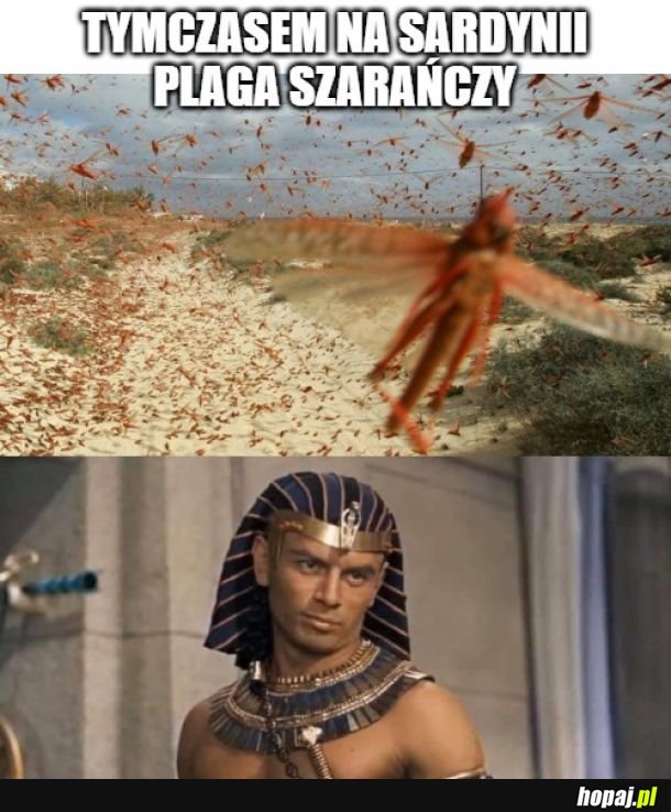 Jeśli komuś brakuje plag