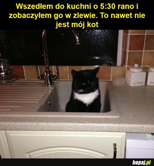 Gość