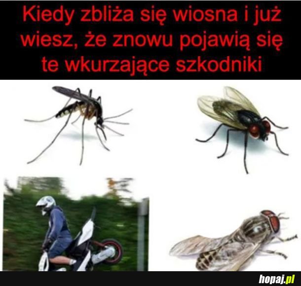 Niedługo wyjadą i będą denerwować 